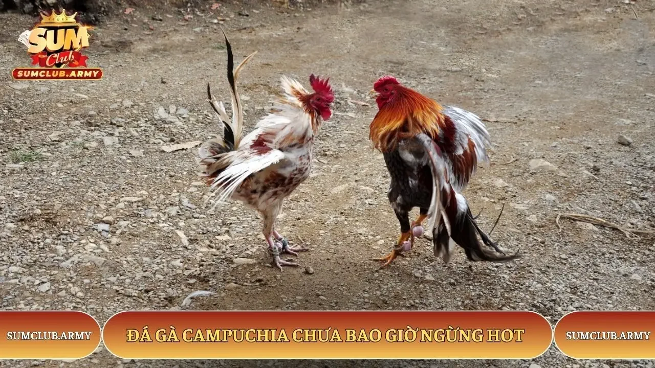 Đá gà Campuchia chưa bao giờ ngừng hot