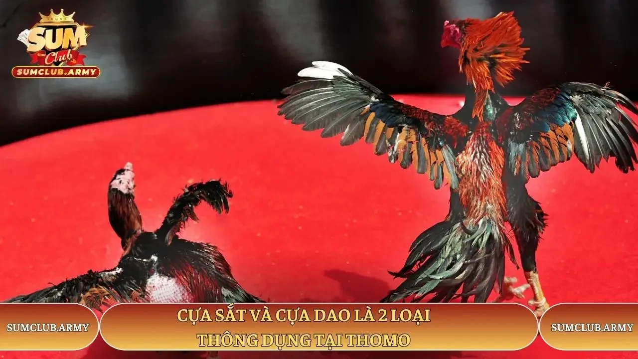 Cựa sắt và cựa dao là 2 loại thông dụng tại Thomo