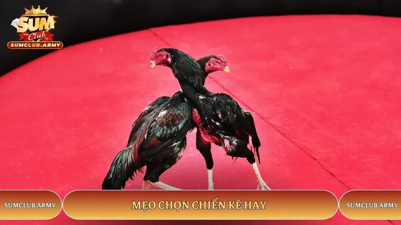 Mẹo chọn chiến kê hay