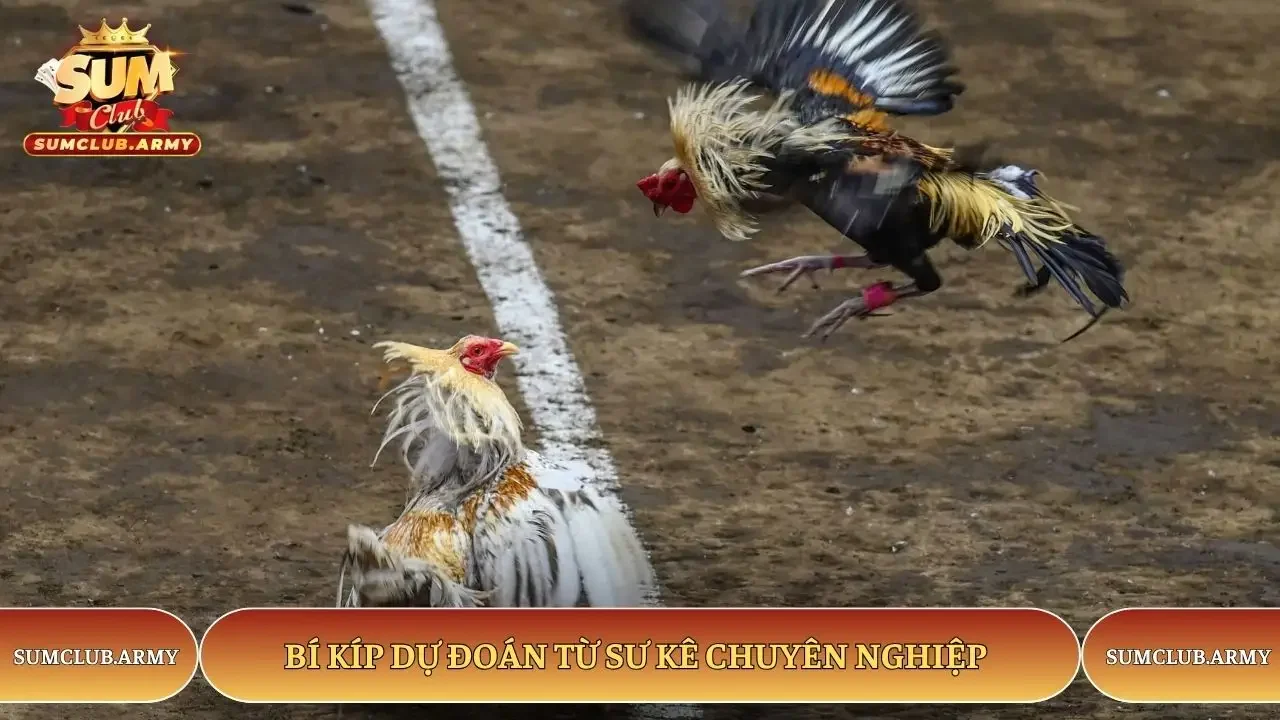 Bí kíp dự đoán từ sư kê chuyên nghiệp