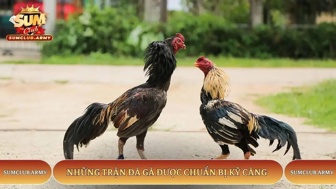 Những trận đá gà được chuẩn bị kỹ càng