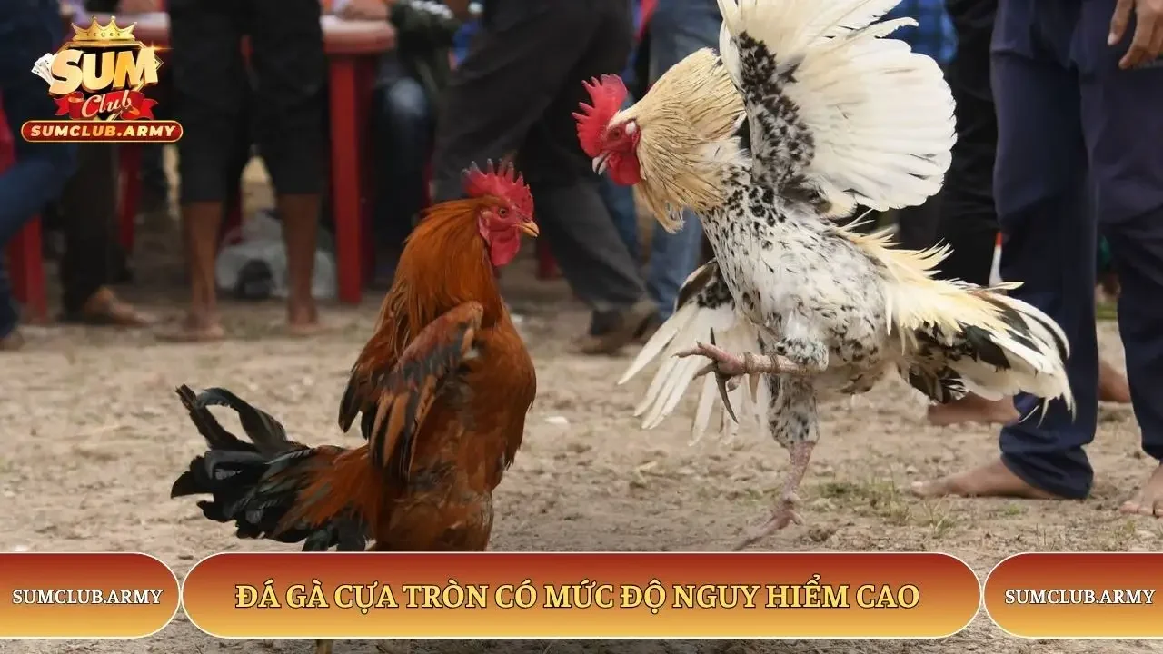 Đá gà cựa tròn có mức độ nguy hiểm cao