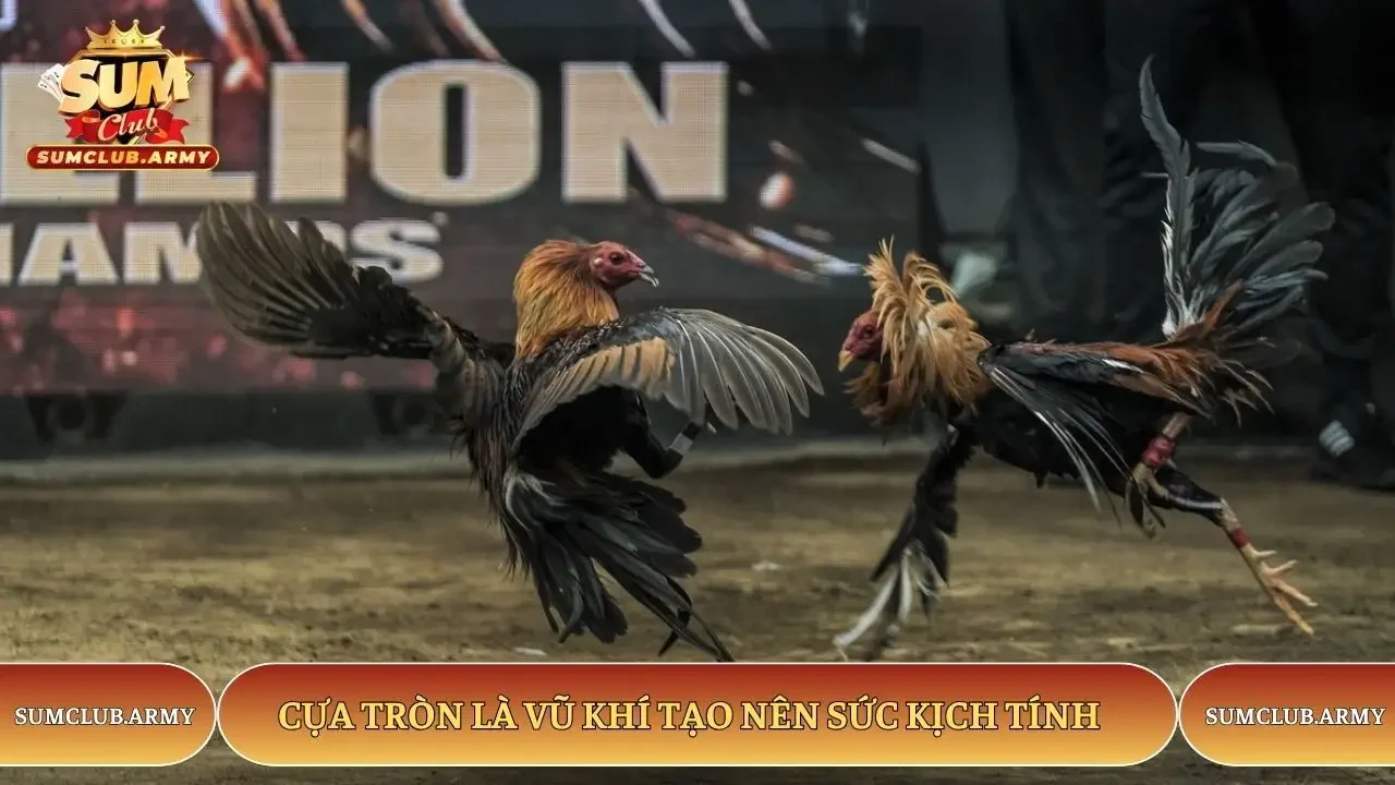 Cựa tròn là vũ khí tạo nên sức kịch tính 