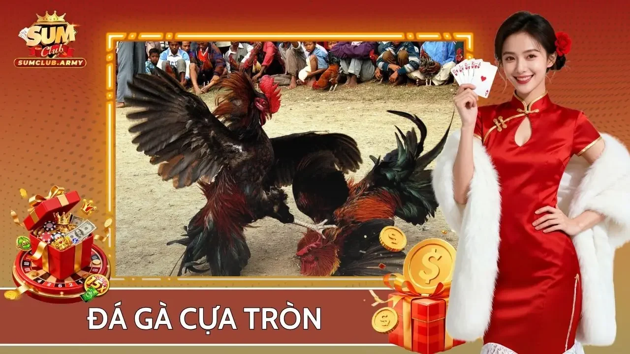 Đá gà cựa tròn
