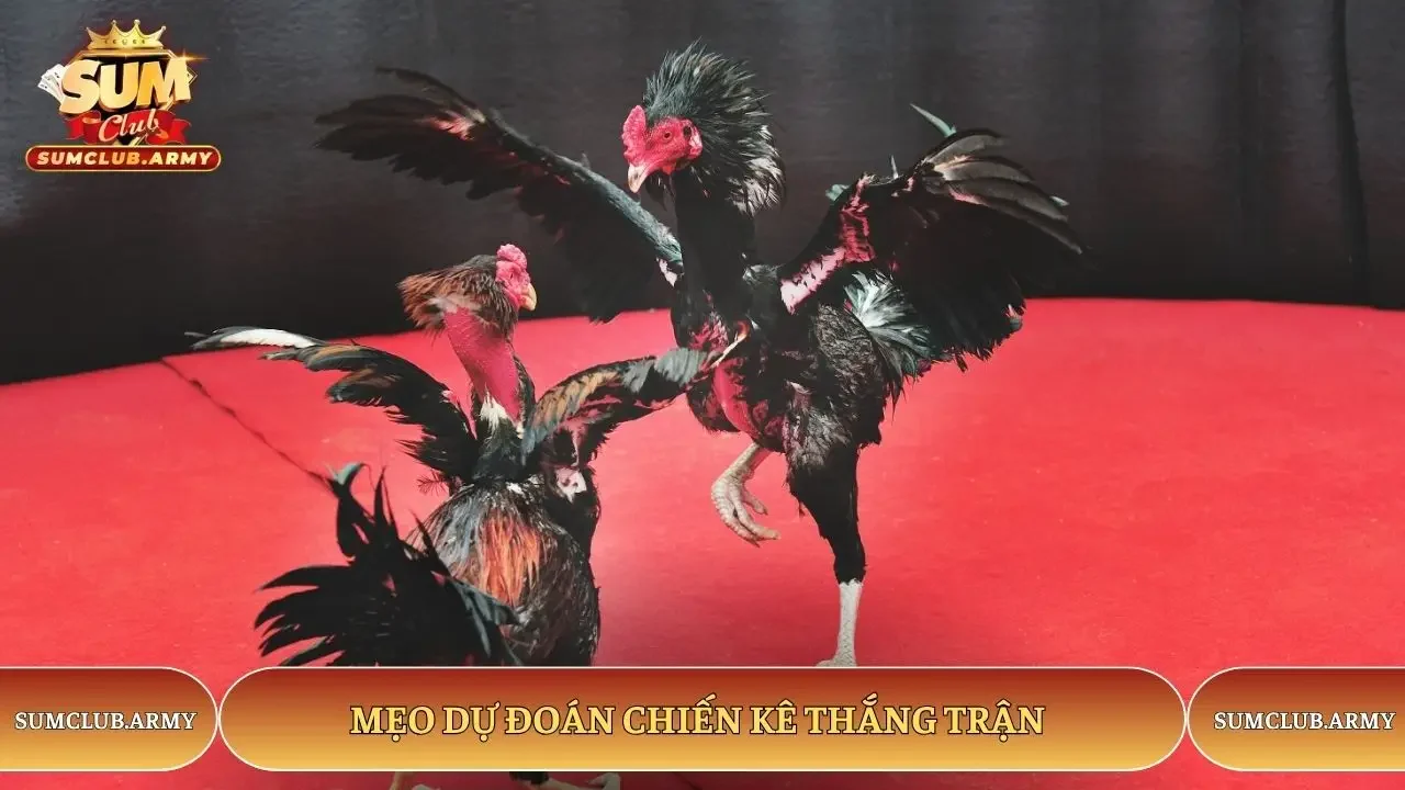 Mẹo dự đoán chiến kê thắng trận