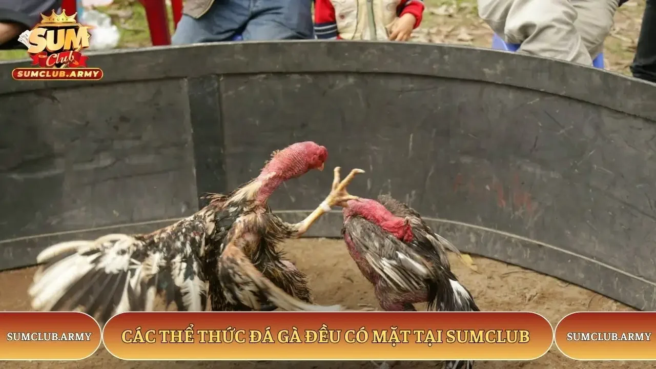 Các thể thức đá gà đều có mặt tại Sumclub