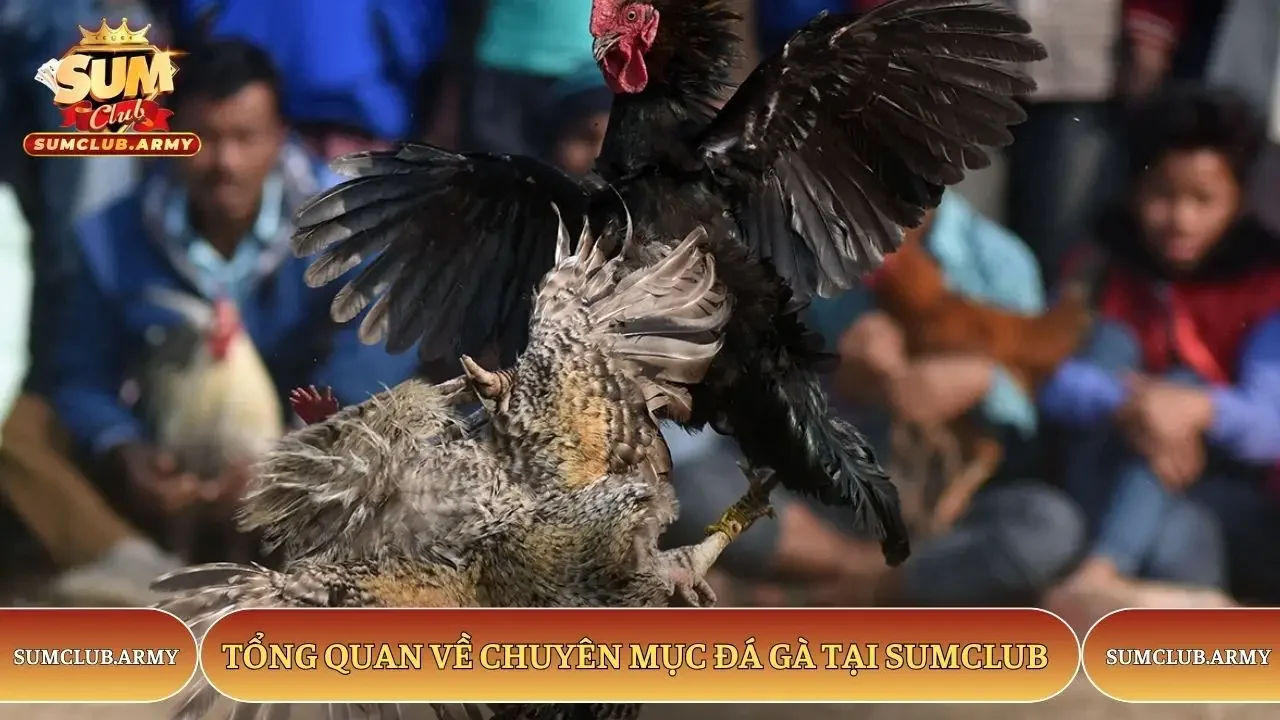 Tổng quan về chuyên mục đá gà tại Sumclub