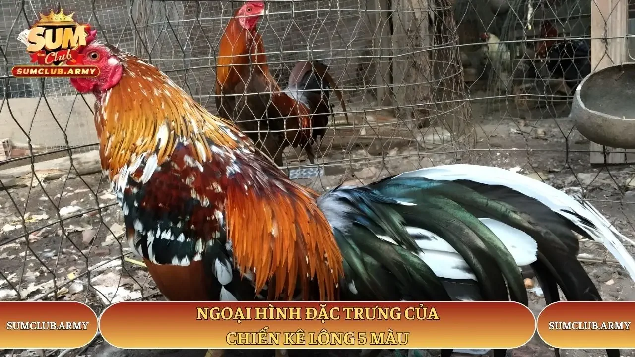 Ngoại hình đặc trưng của chiến kê lông 5 màu