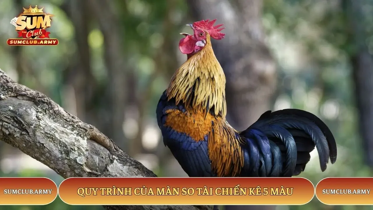 Quy trình của màn so tài chiến kê 5 màu