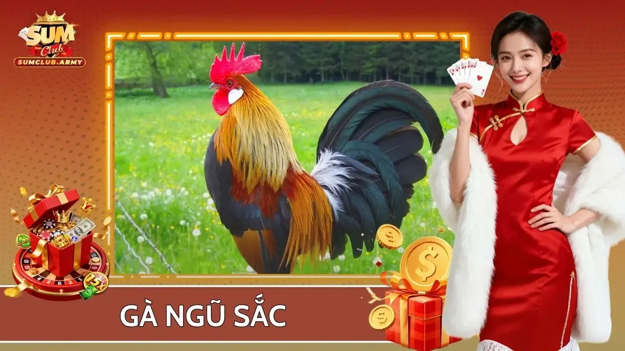 Gà ngũ sắc