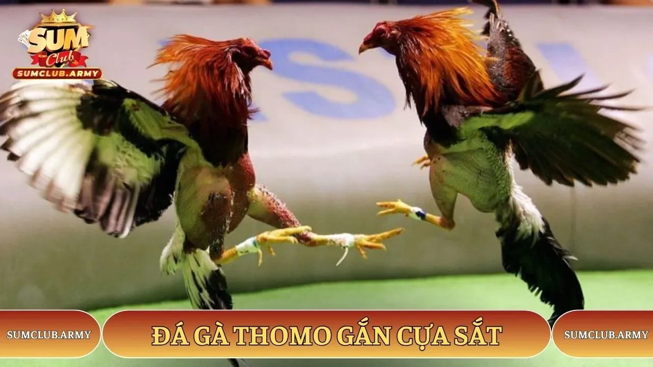 Hình thức thi có gắn thêm cựa sắt vào chân chiến kê