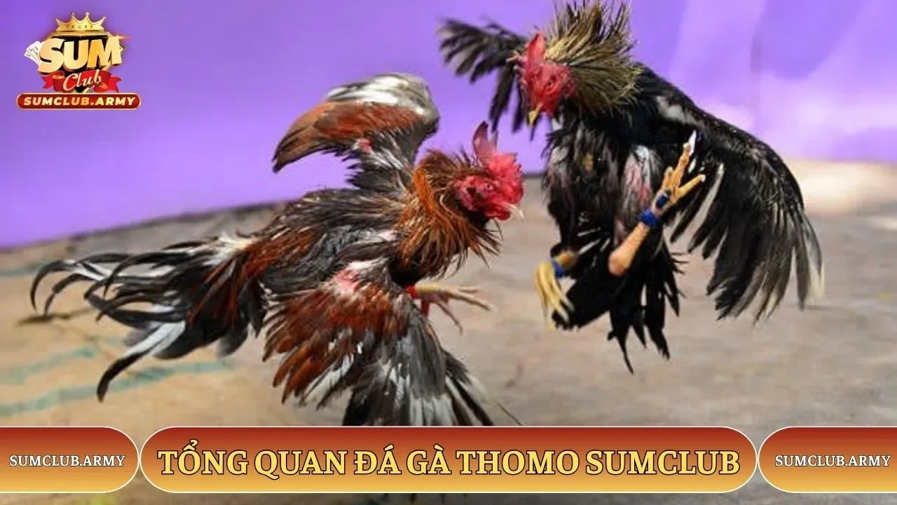 Tổng quan đá gà Thomo SUMCLUB